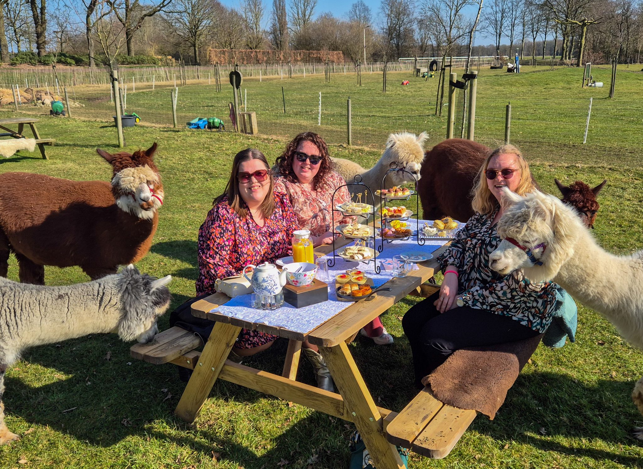 High Tea met Alpaca’s in Drenthe | Uniek Uitje bij Alpaca's & Enzo