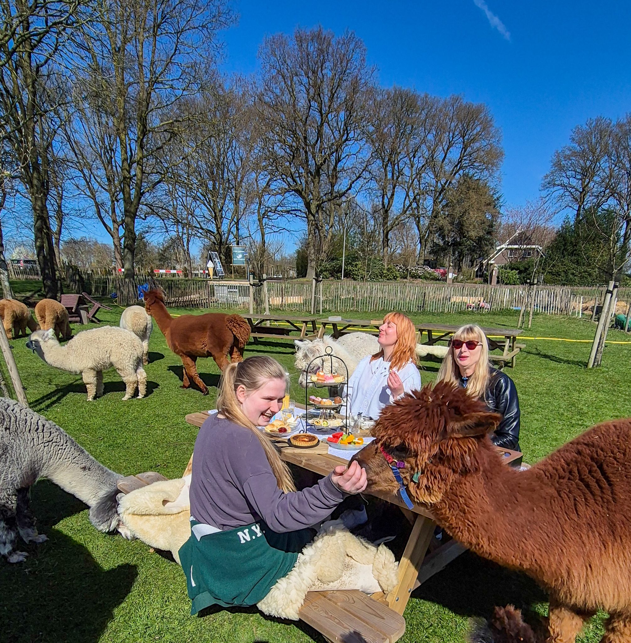 High Tea met Alpaca’s in Drenthe | Uniek Uitje bij Alpaca's & Enzo